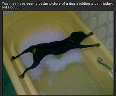 dogbath