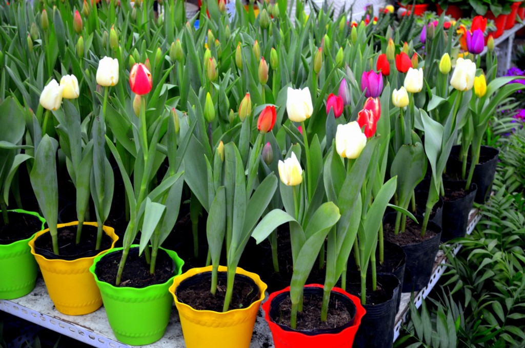 potted-tulips
