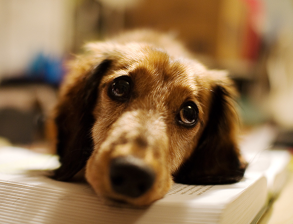 Longhaired_Dachshund_portrait