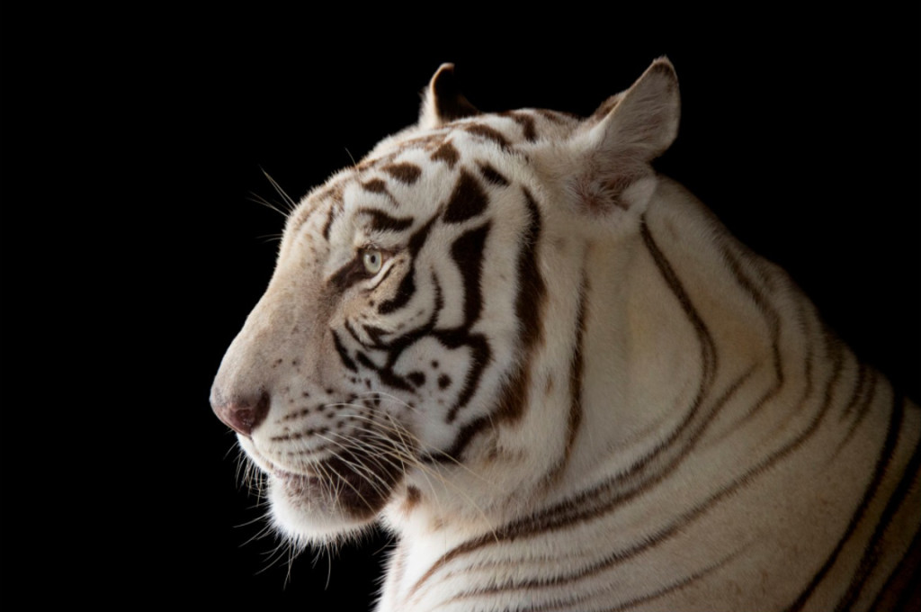 tiger