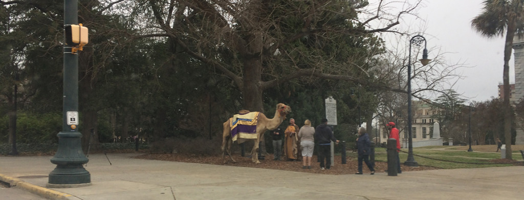 Camel