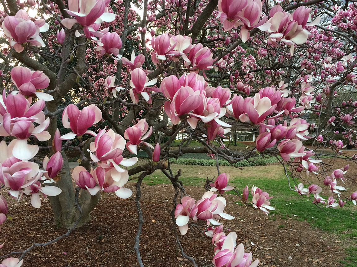 I don't know what kind of tree this is, but it was nothing but blooms when I walked past it on the State House grounds today.