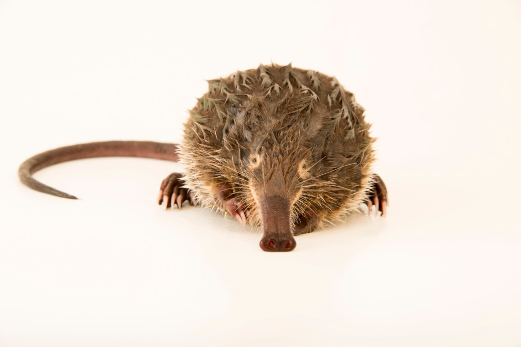The Pyrenean desman, which on Friday became the 8,000 species photographed for the Photo Ark.