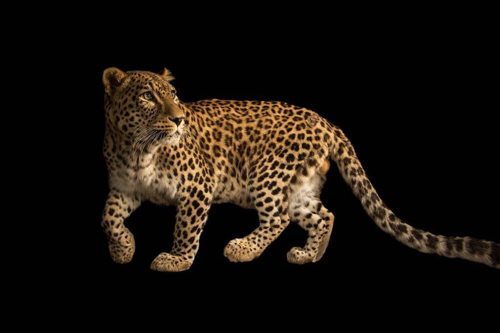 This Persian leopard at the Budapest Zoo was the 5,000th animal on the Photo Ark.