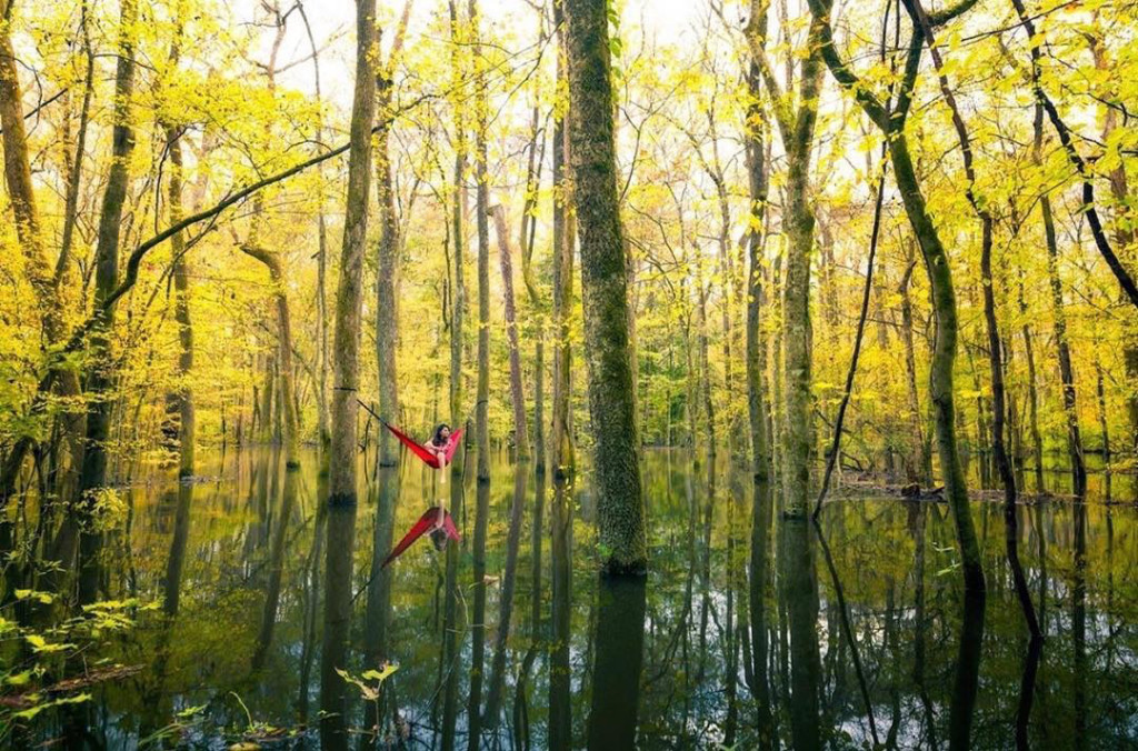 swamp