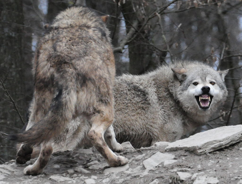wolves