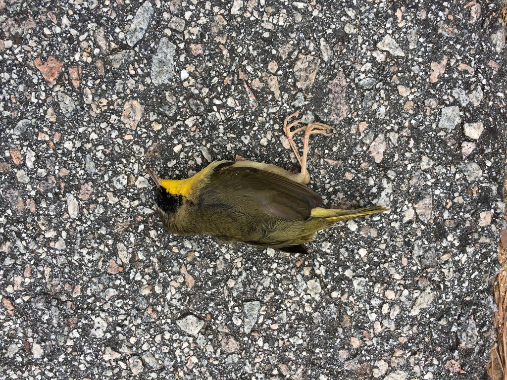 I was struck by the beauty of this dead bird. Can anyone identify it for me?