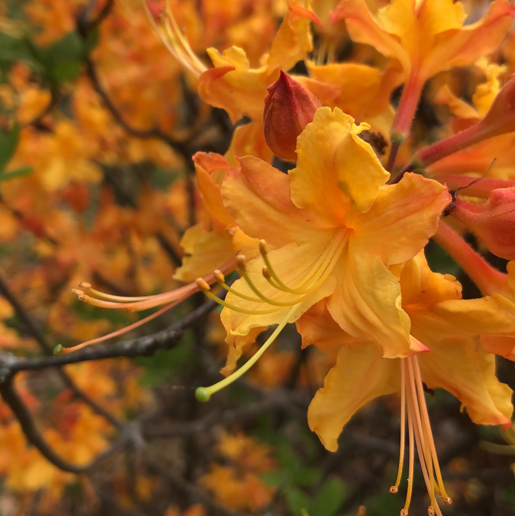 Isn't this gorgeous? I don't even LIKE the color orange, but this drew me from quite a distance on my walk today. I've never seen azaleas this color.