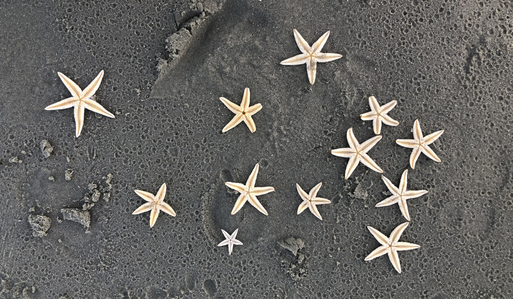 starfish