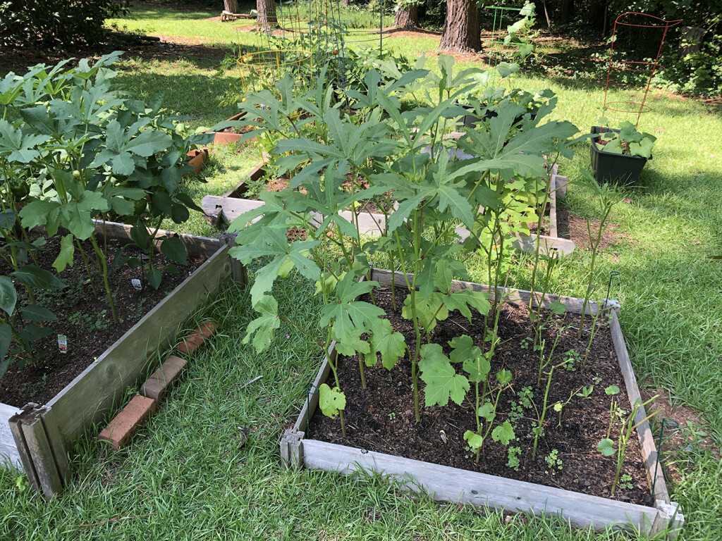 okra patch