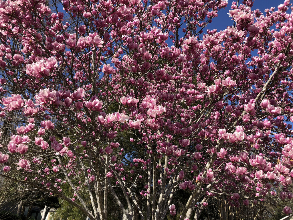 spring