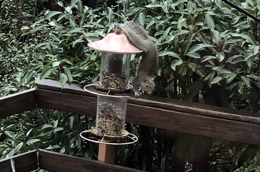 It looks ridiculous, but I guess he's really hungry.